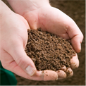 soil in hands